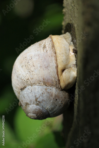 close photo of edible snail holding on the trunk of tree