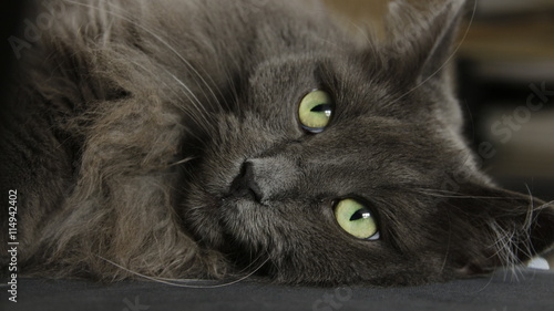 Norwegische Waldkatze, Schwarze Katze
Liegend  photo