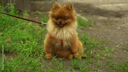 Puppy with red collar and leash sits then run on the lawn. Summer season. Puppy stick out tongue and looking at camera. photo