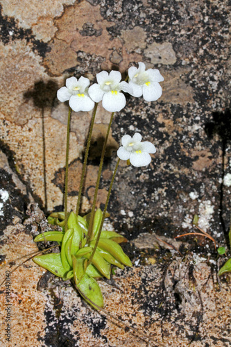 Fototapeta Naklejka Na Ścianę i Meble -  pinguicola (Pinguicula alpina)