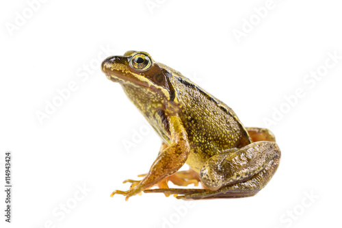 Common brown frog sitting upright