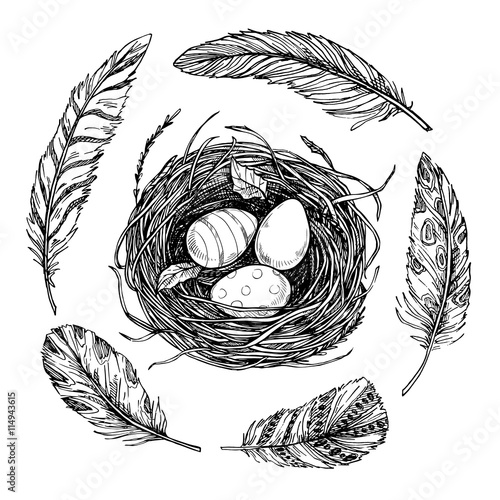 Hand drawn vector illustration - nest with Easter eggs and feath