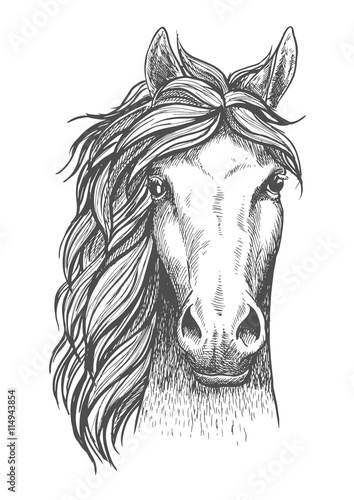 Sketched arabian purebred horse with alert ears
