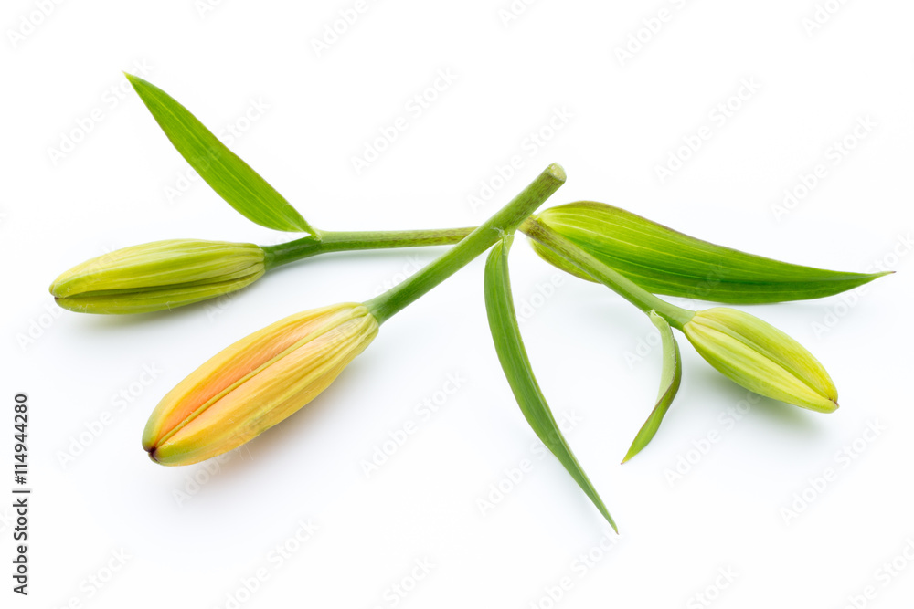 Lily flower with buds isolated on a white background. Lily flower with buds isolated on a white background.