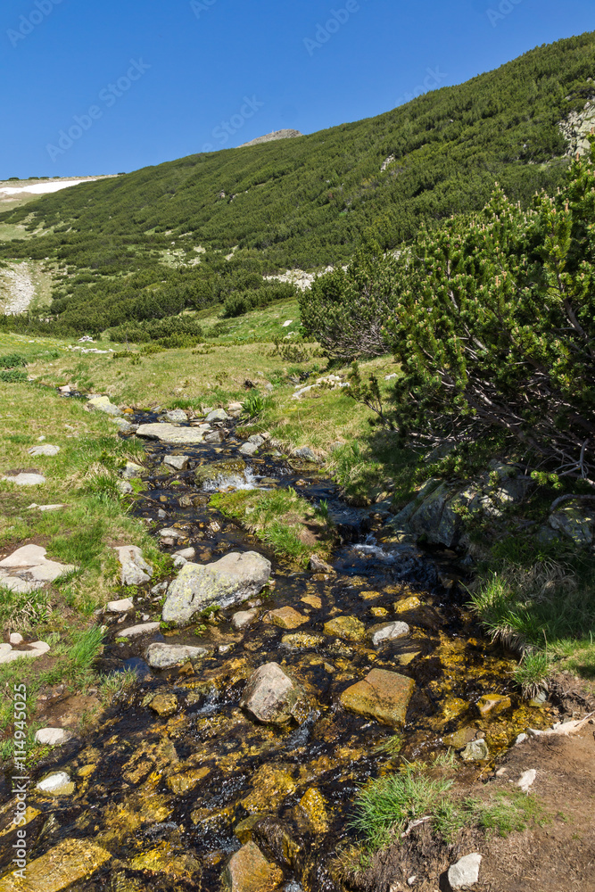 Clean waters of small mountain river in Pirin, Bulgaria