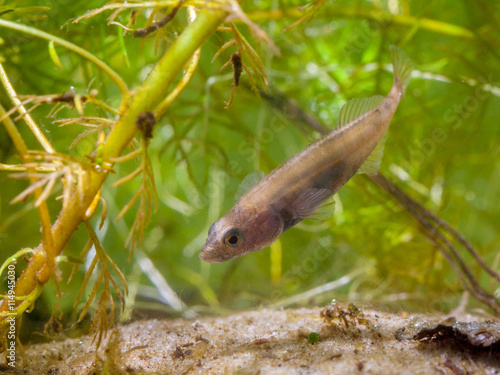 Small Freshwater Fish Ninespine Stickleback protecting territory