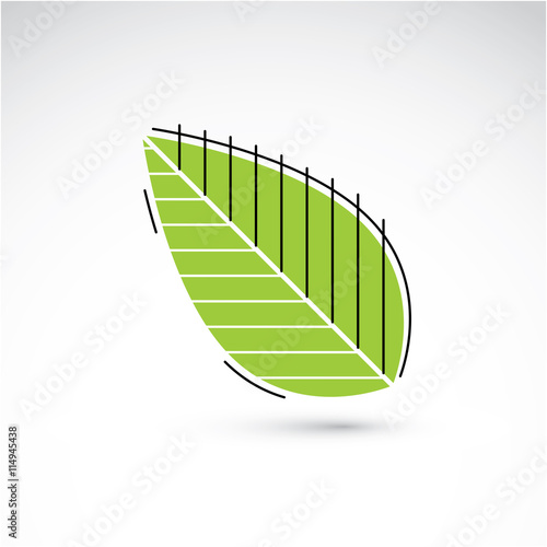 Hand-drawn illustration of simple beech tree leaf isolated. Gree