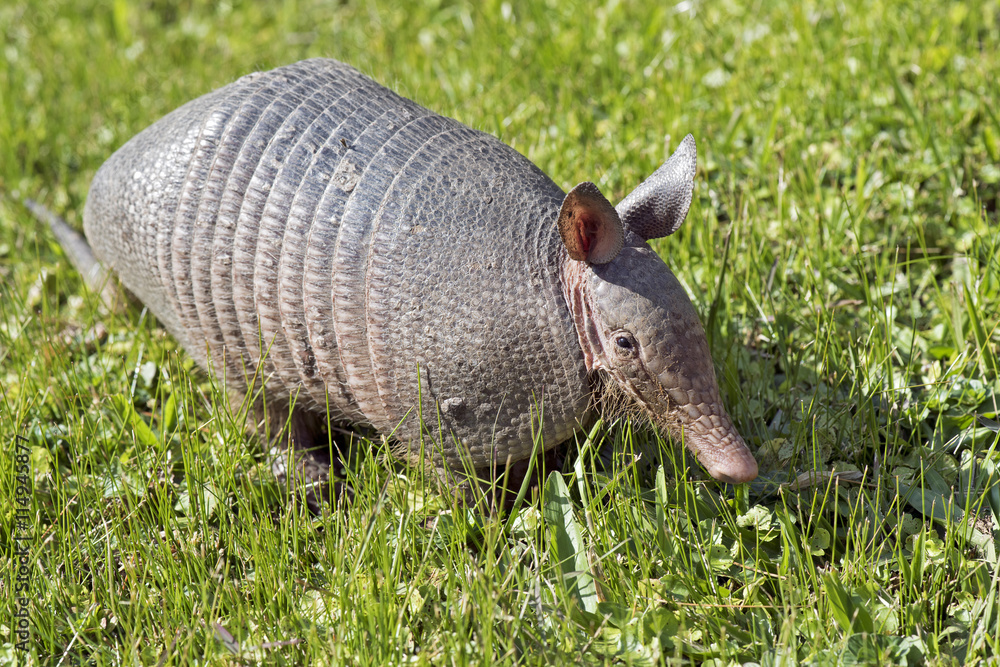 Armadillo searching for food in the field Armadillo searching for food in the field
