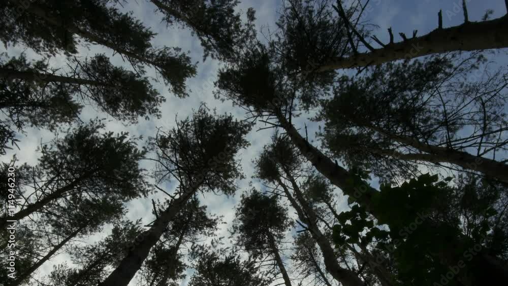 Floating Clouds above the Treetops Floating Clouds above the Treetops