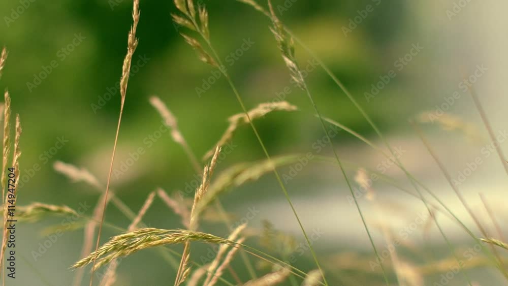 Grass spike swaying in wind on green background. Grass stem in morning light. Dry grass on green background. Furry spike grass. Bunch of yellow grass. Closeup of grass field. Grass meadow close up Grass spike swaying in wind on green background. Grass stem in morning light. Dry grass on green background. Furry spike grass. Bunch of yellow grass. Closeup of grass field. Grass meadow close up