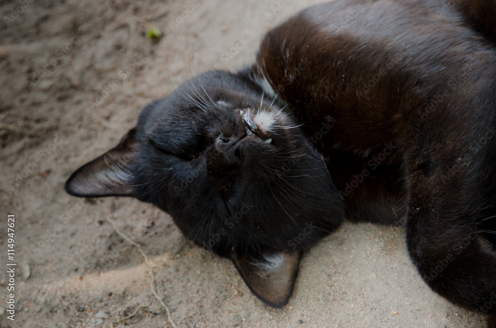 cat is sleeping on the floor. Sleeping cat. cat is sleeping on the floor. Sleeping cat.