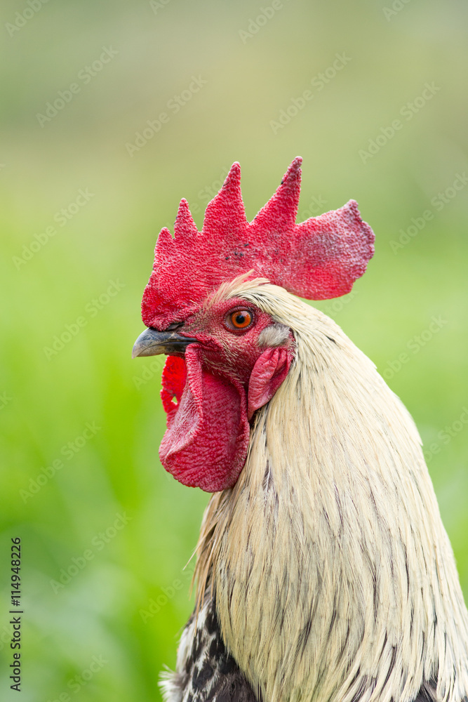 Portrait of a free range rooster/cock
