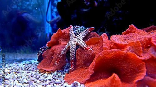 Fotografie Fromia red Starfish on red mushroom coral
