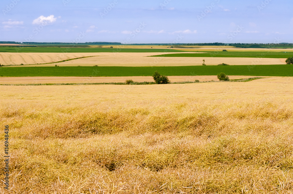 Rural landscape with fields of yellow and green colors