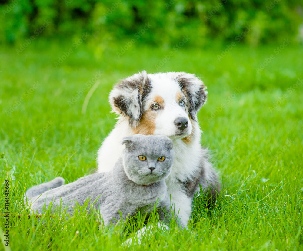 Australian shepherd puppy lying with a cat on the green grass