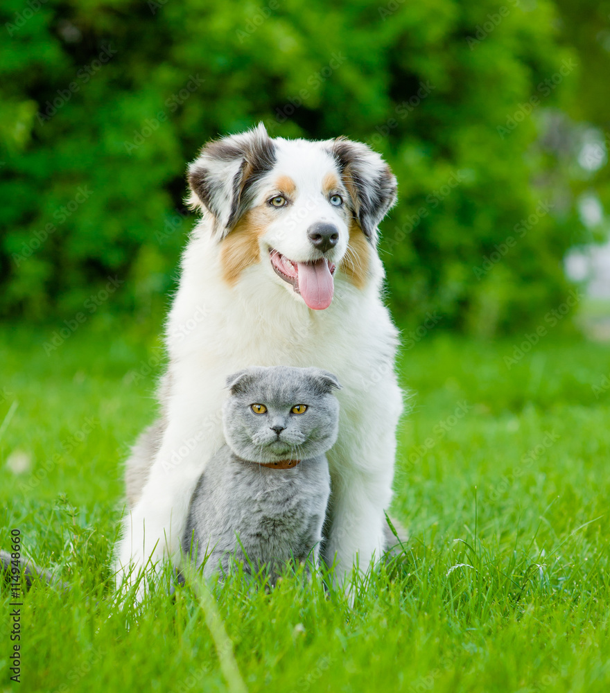 Australian shepherd puppy and cat sitting together on the green grass.
