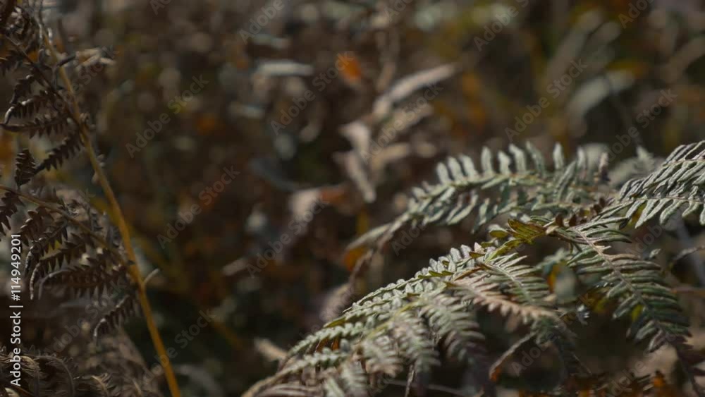Shallow DOF Cyatheales tree fern swinging on wind 4K 2160p UHD panning footage - Shallow DOF red autumn tree fern 4K 3840X2160 UHD video Shallow DOF Cyatheales tree fern swinging on wind 4K 2160p UHD panning footage - Shallow DOF red autumn tree fern 4K 3840X2160 UHD video