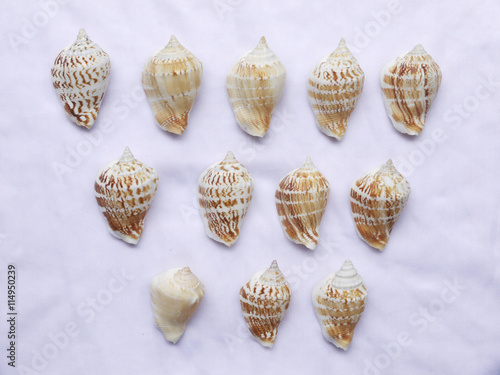 seashells on white fabric cloth