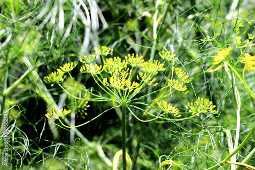 florence fennel herb flower garden