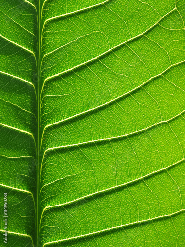 green leaf texture of the Plumeria tree