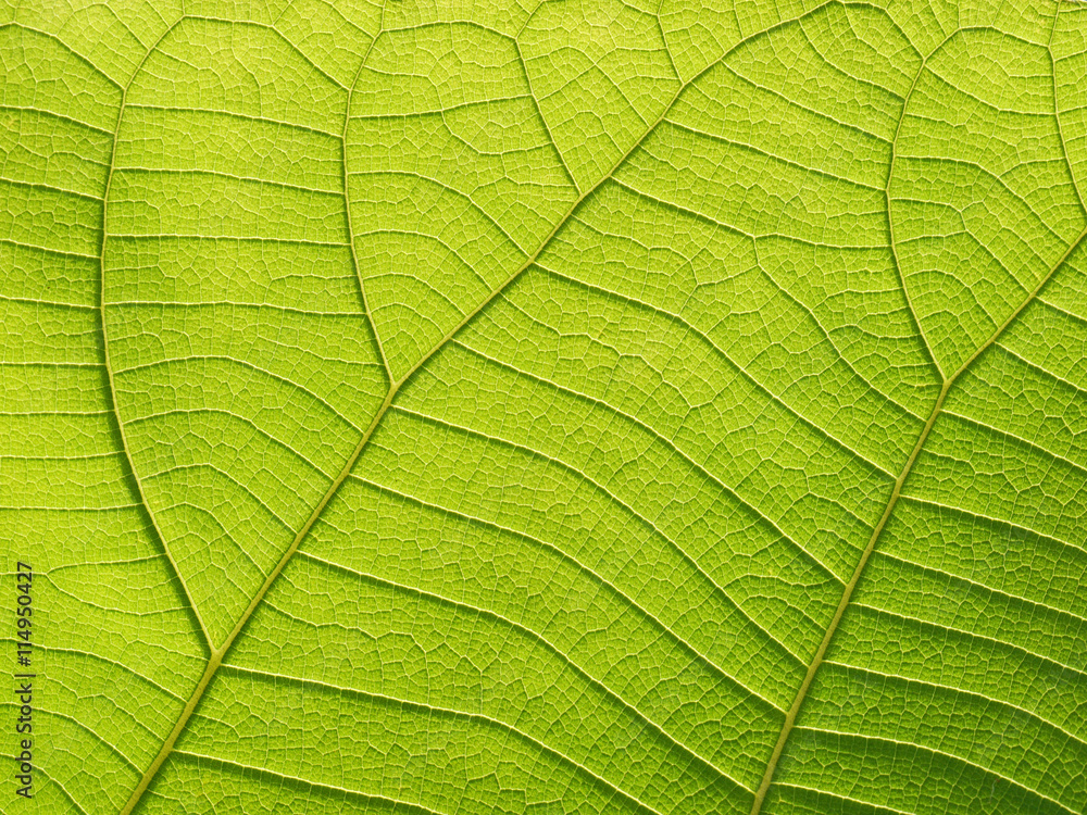 Obraz premium green leaf texture ( teak leaf )