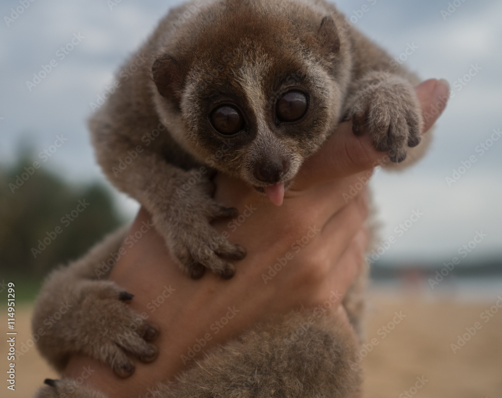 Fototapeta premium Slow loris with it’s tongue sticking out in the hand of women isolated on the beach.