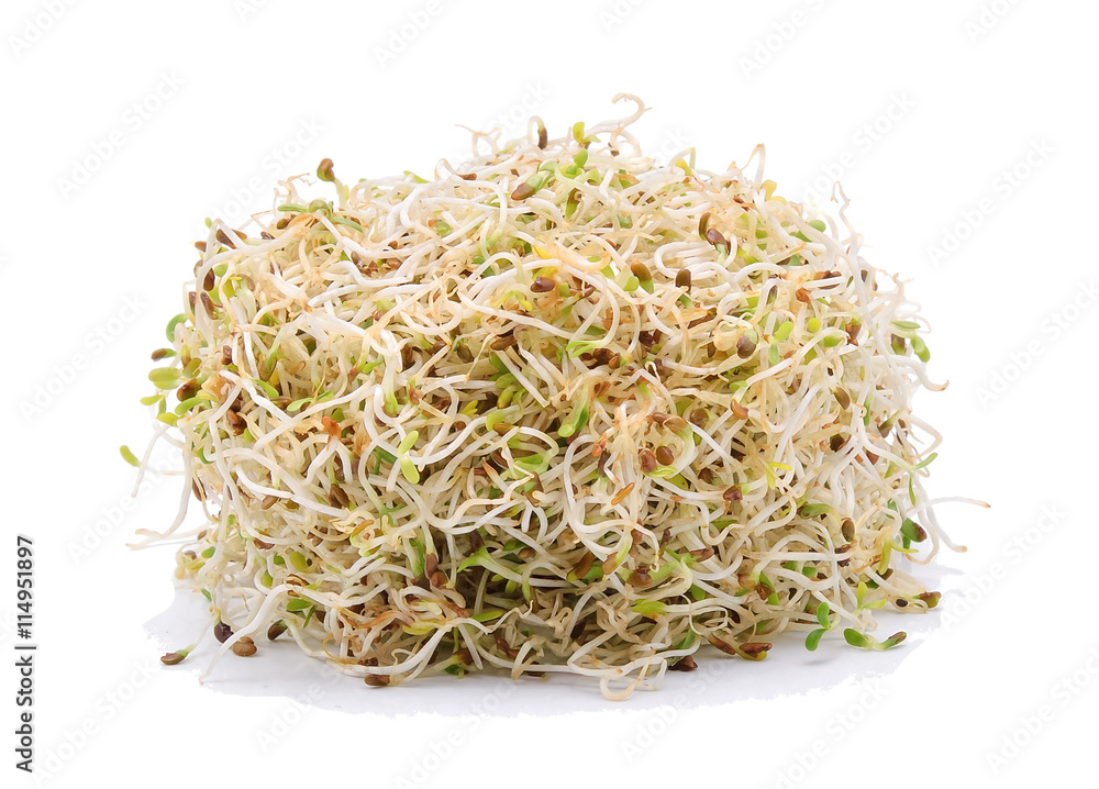 Sprouted alfalfa seeds isolate on a white background Sprouted alfalfa seeds isolate on a white background