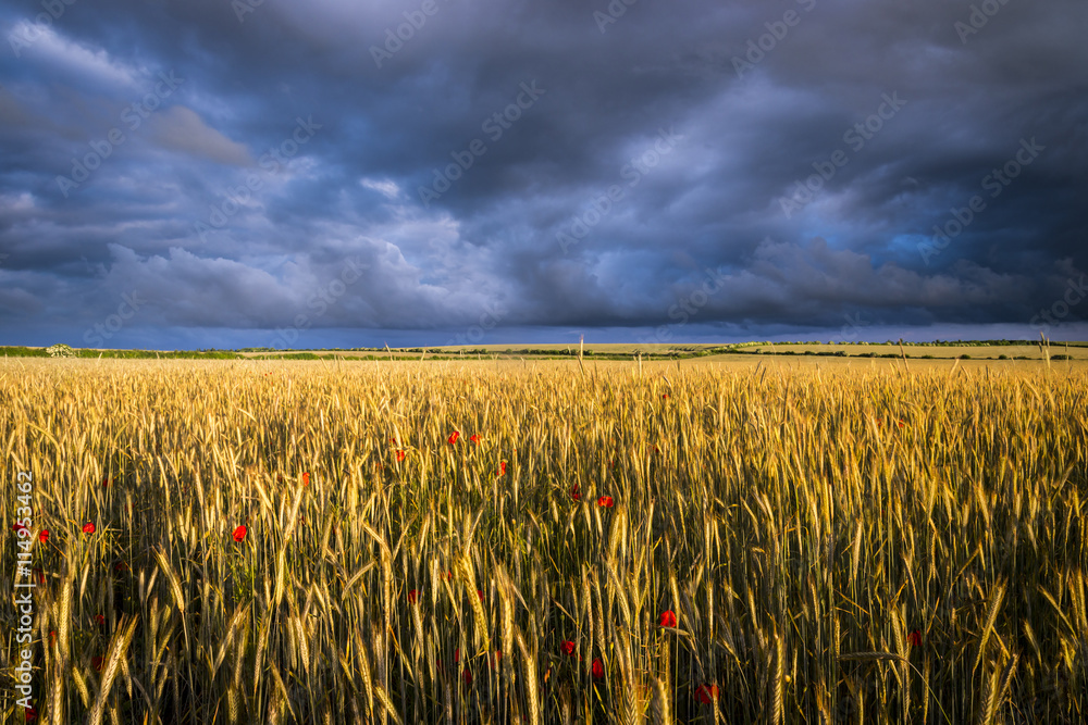 Fototapeta premium Field of poppies under dramatic skies