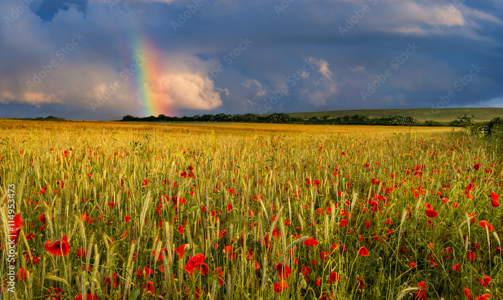 Rainbow over a field of poppies at sunset