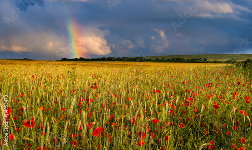 Fototapeta Naklejka Na Ścianę i Meble -  Rainbow over a field of poppies at sunset