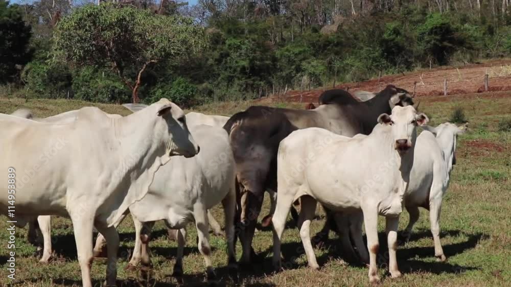 Cattle - Nelore cows on pasture,Herd of cows eating grass. Cattle - Nelore cows on pasture,Herd of cows eating grass.