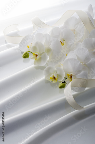 Fototapeta Naklejka Na Ścianę i Meble -  胡蝶蘭