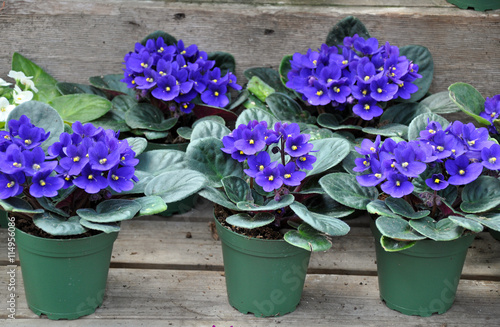 Pots of pretty blue african violets