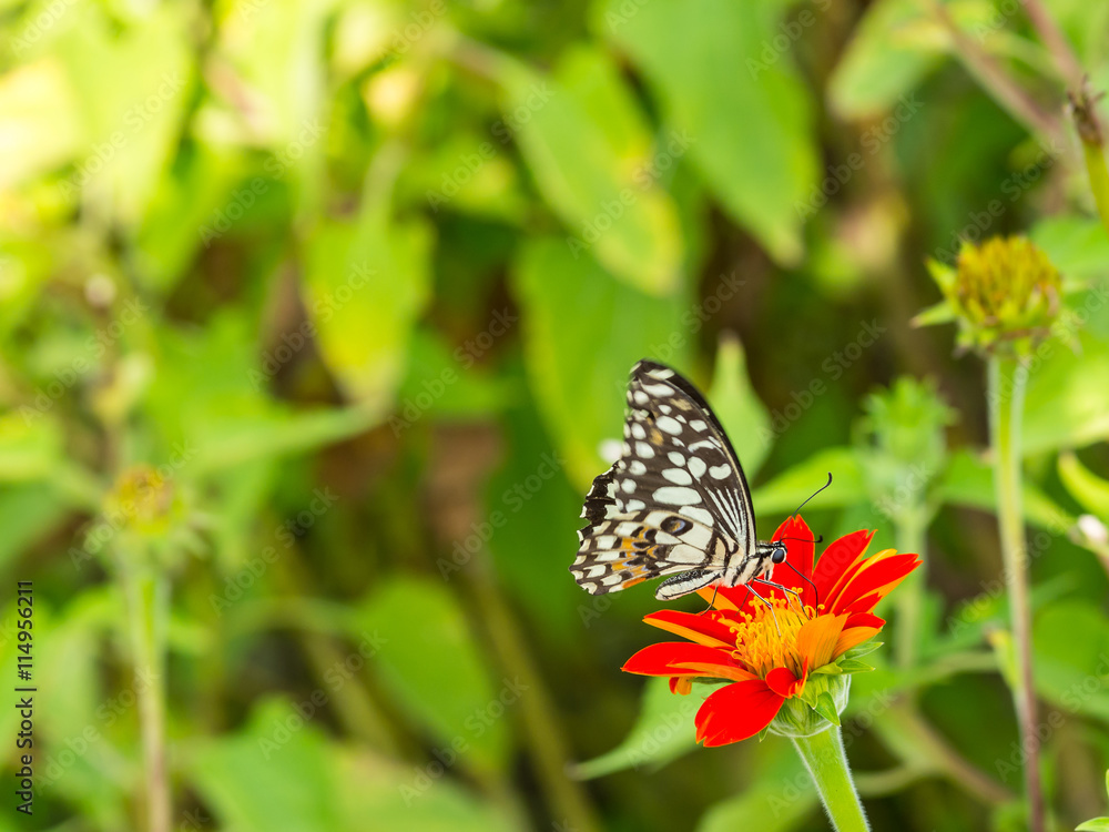 Obraz premium butterfly on red flower