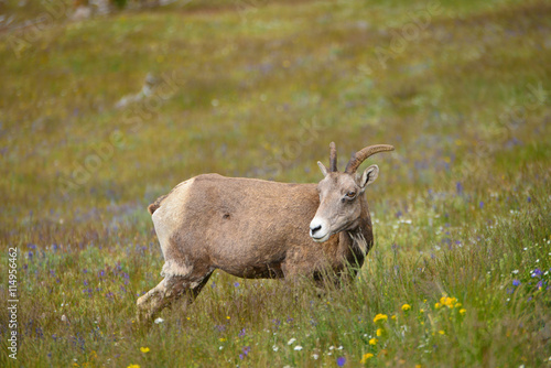Young Big horn sheep  in Mount Washburn hiking trail  Yellowston