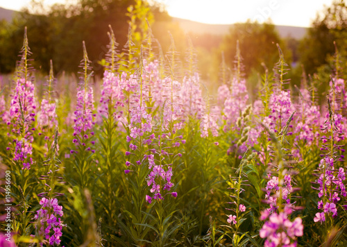 Flower meadow in the Ural Mountains. Sunset