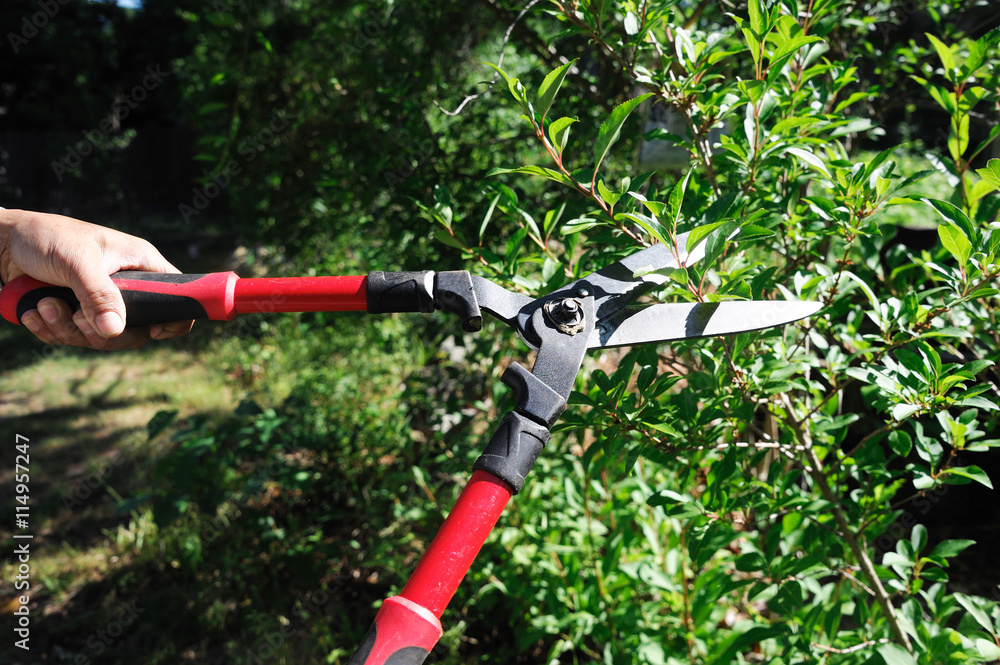 Obraz premium man cuts bush with scissors in the garden