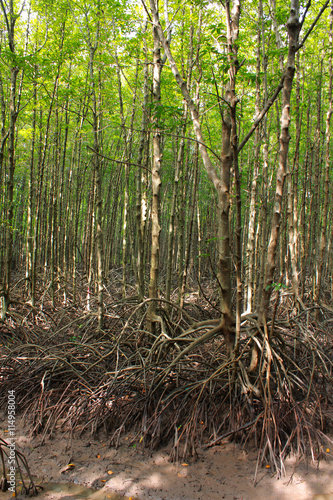 Fototapeta Naklejka Na Ścianę i Meble -  Mangroves, population of Rhizophora