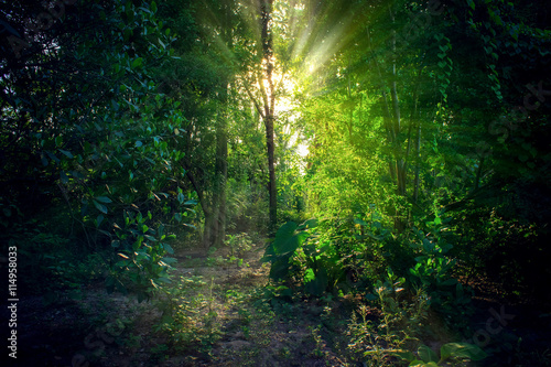 Light sunset green forest in spring time,nature spring backgroun
