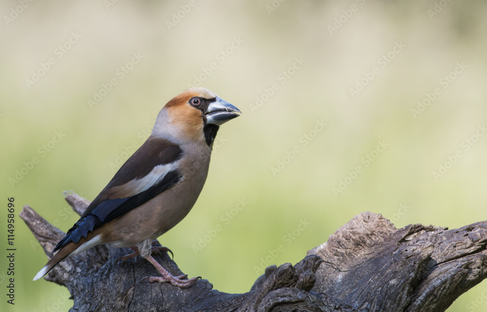 Fototapeta premium Hawfinch