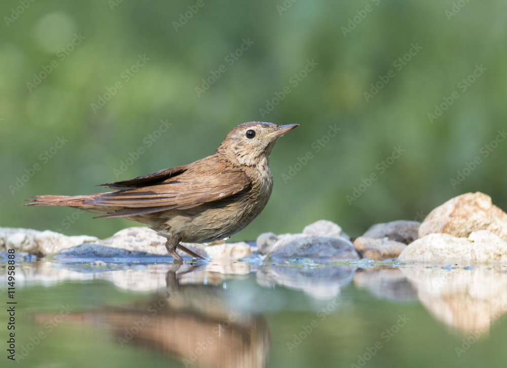 Common Nightingale Common Nightingale