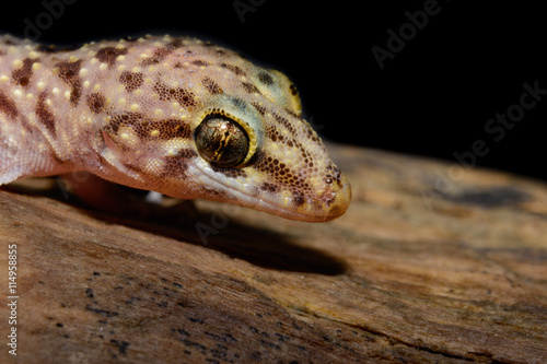 Mediterranean house gecko (Hemidactylus turcicus), profile black