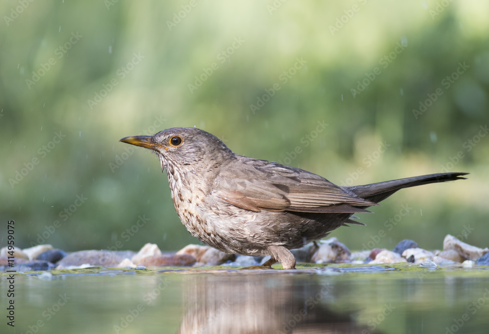 Blackbird Blackbird