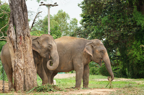 two Thai elephants in zoo eating grass