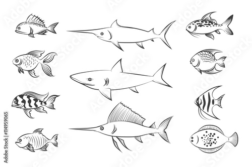 Painted fishes. Shark and swordfish  flounder and carp. Hand drawn fish set vector illustration