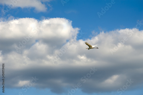 Egret soars against the clouds in the background © Marty Haas