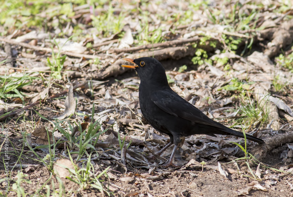 Blackbird Blackbird