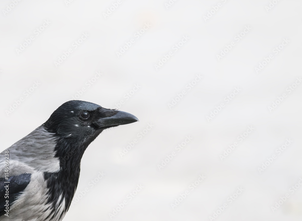 Fototapeta premium Carrion Crow