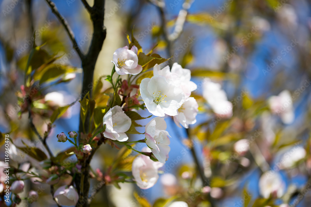 Fototapeta premium Cherry blossom background with spring day.