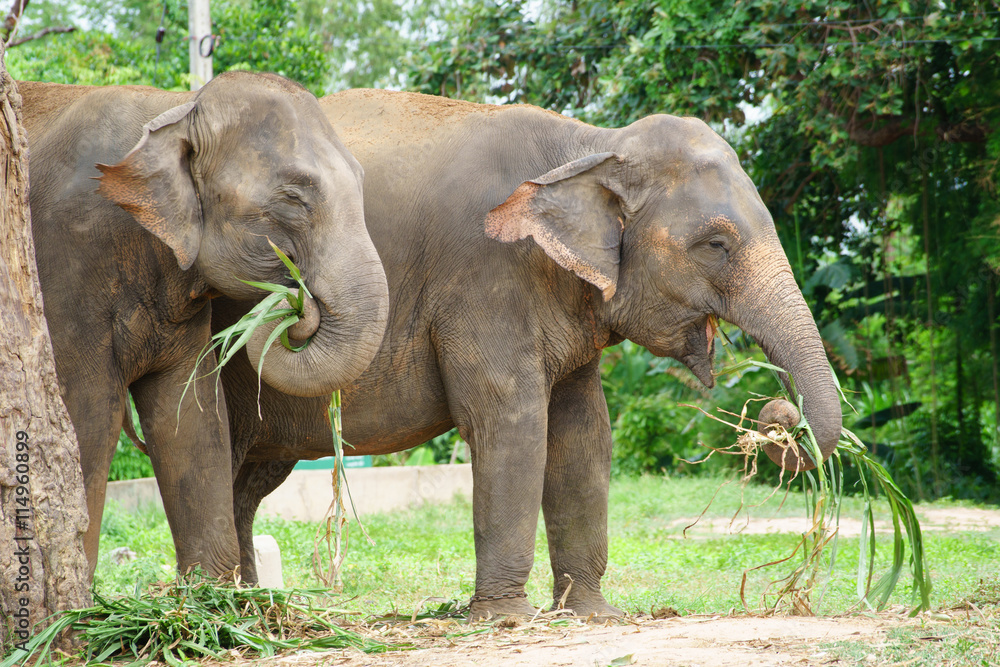 Fototapeta premium two Thai elephants in zoo eating grass